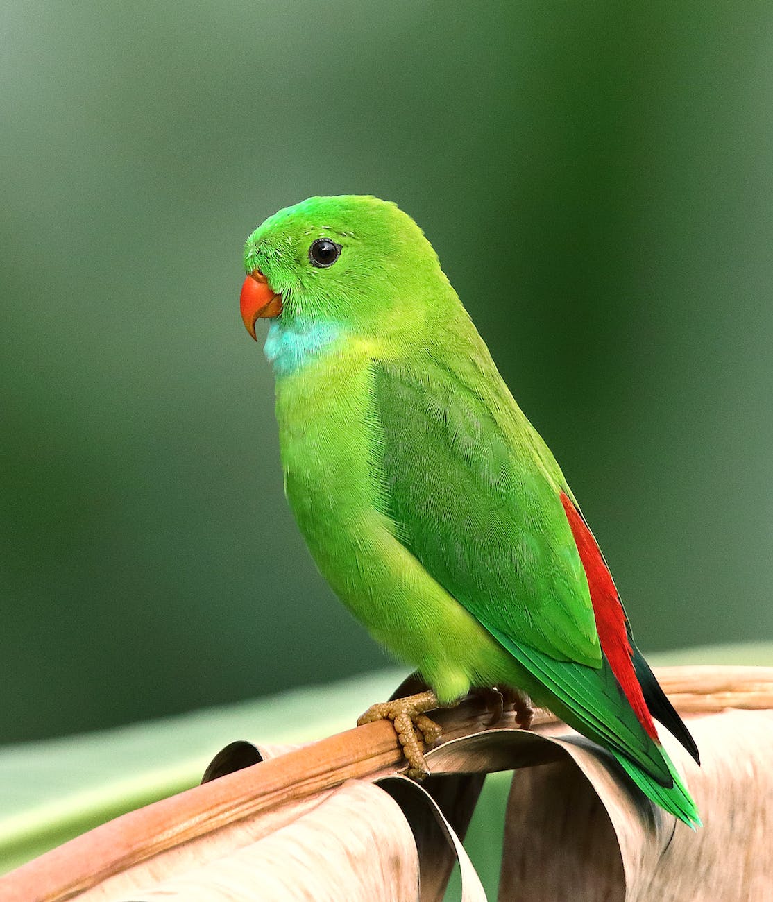 photo of perched parakeet